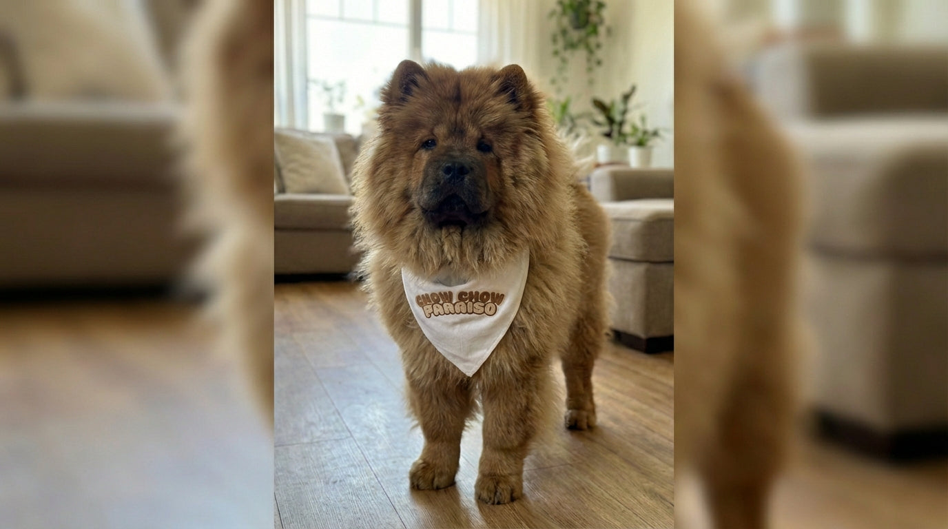 Para tu PERRO