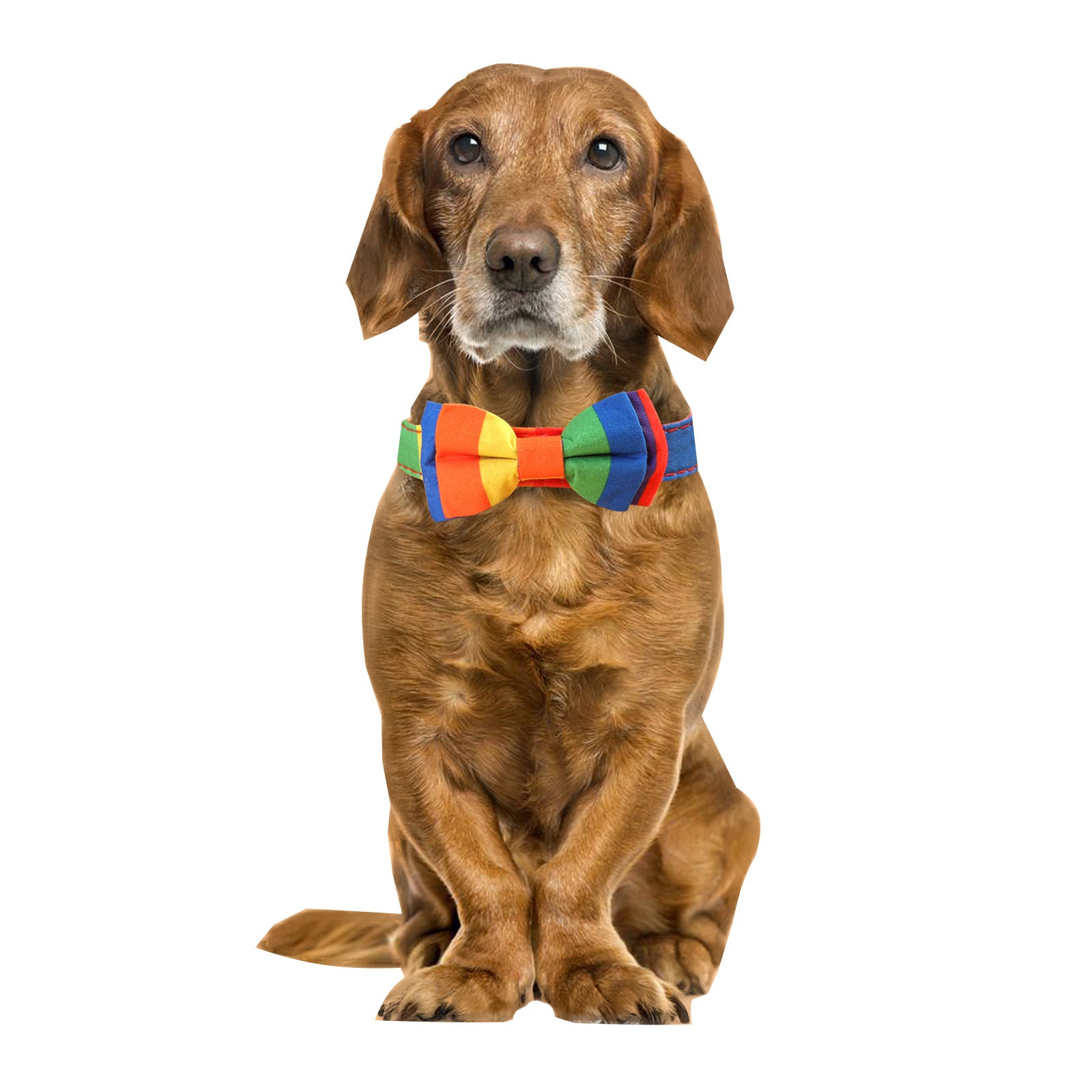 Collar con Pajarita "Arcoíris Vibrante" para Perros
