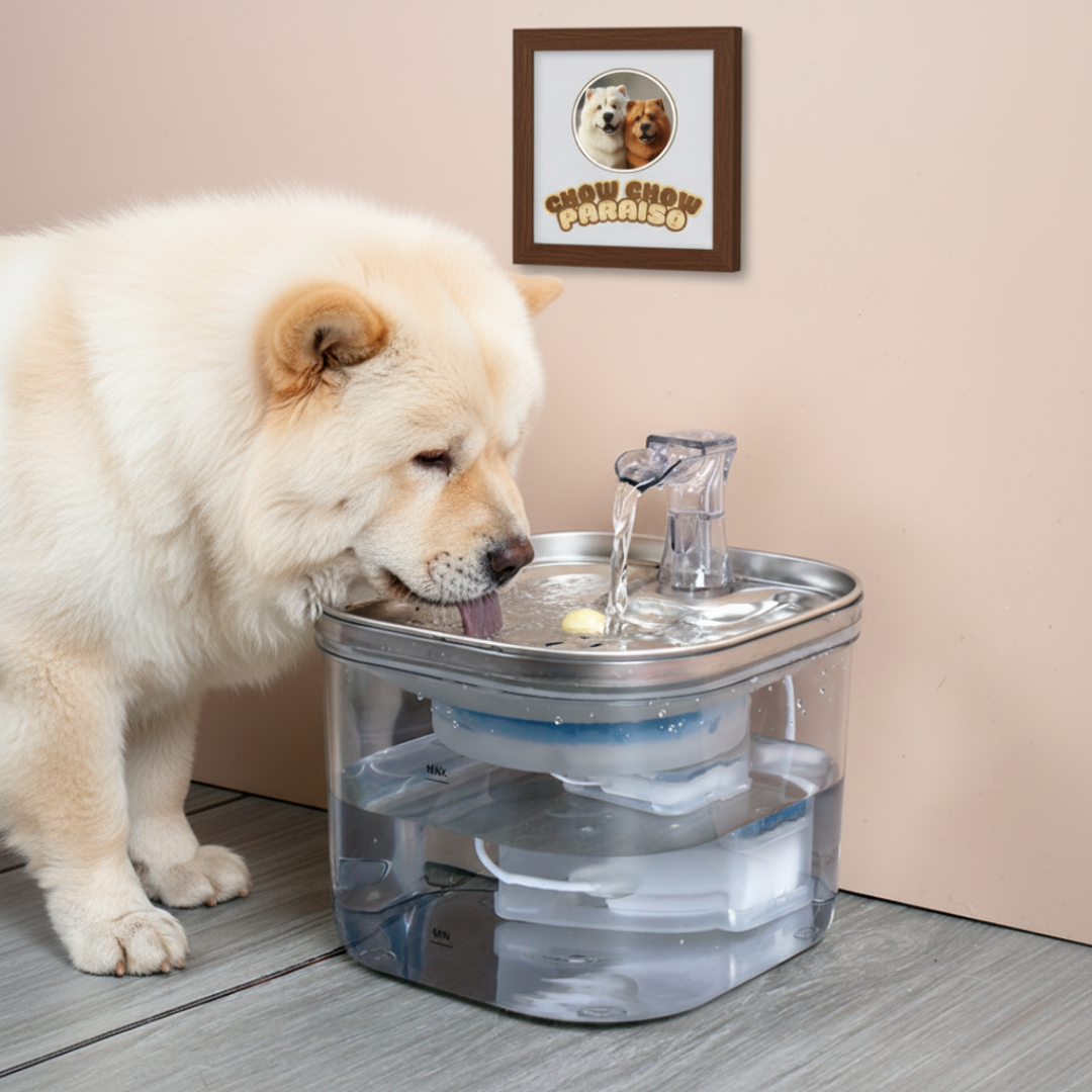 CIO2- Fuente de agua automática para perros 🐕🐈 | Acero inoxidable silenciosa 2L- Chow Chow paraiso