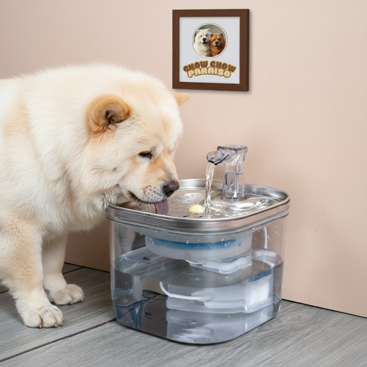 CIO2- Fuente de agua automática para perros 🐕🐈 | Acero inoxidable silenciosa 2L- Chow Chow paraiso