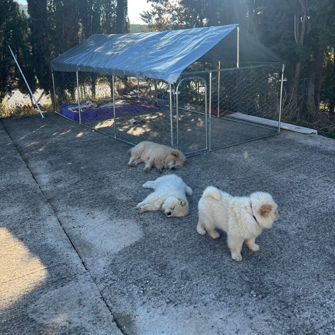 J2-🏡🐶 Jaula XL Chow Chow Paraíso: Refugio Amplio, Resistente y Seguro para tu Perro