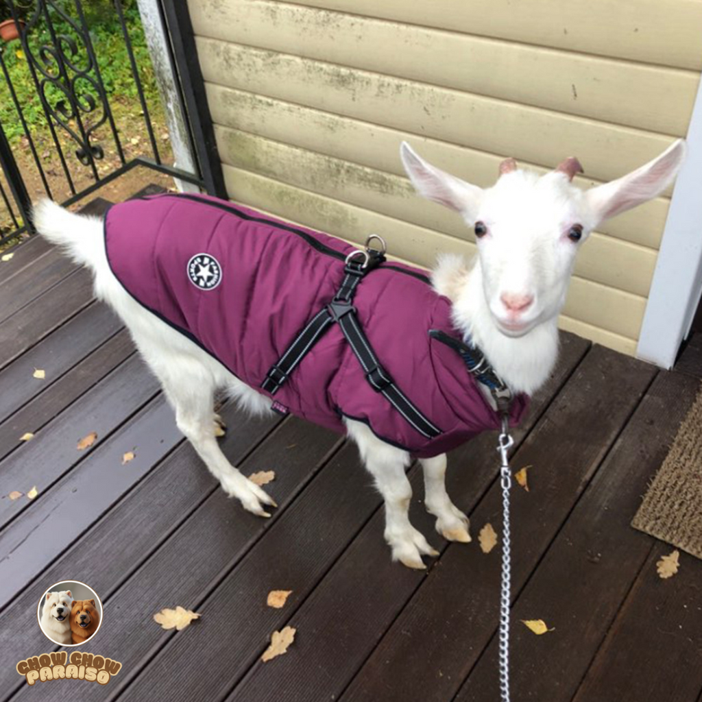V1-Abrigo-Impermeable-y-Calidopara-Perros-Grandes_v-chow-chow-paraiso
