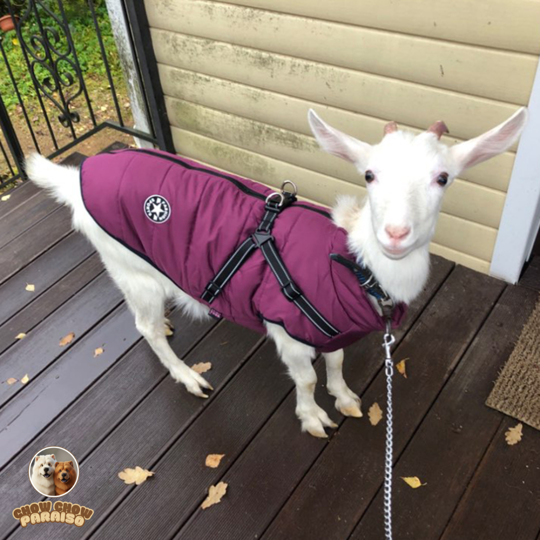 V1-Abrigo-Impermeable-y-Calidopara-Perros-Grandes_v-chow-chow-paraiso