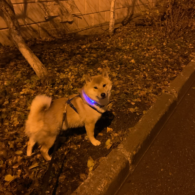 Collar de Seguridad LED recargable